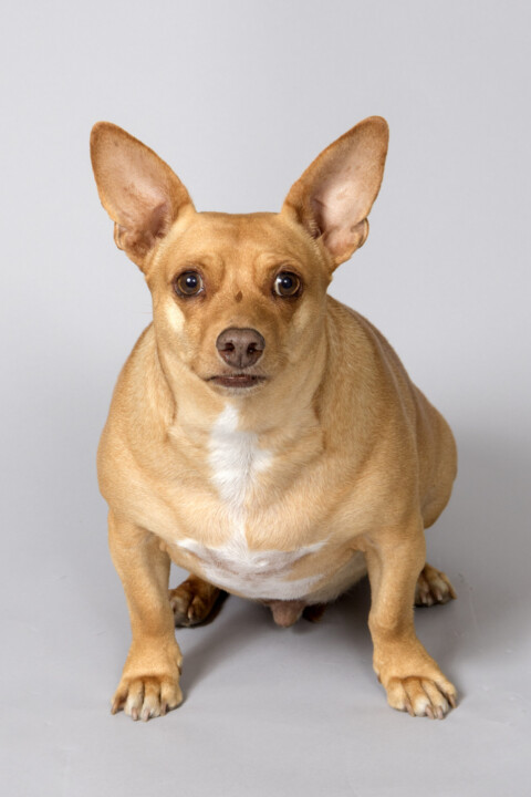 A brown dog sitting on top of the ground.