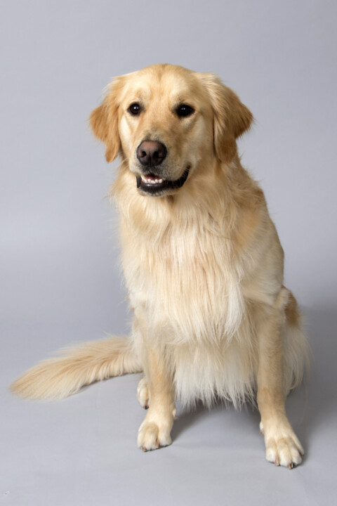 A dog sitting on the ground with its head turned to the side.